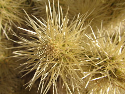 Teddy Bear Cholla Close-up - Anything but cuddly Despite the name, these are definitely not cuddly but rather have the annoying habit of sticking deep into your clothes or shoes - and need to be cut out. We experienced these at Organ Pipe Cactus NM in Arizona. Arizona,Cylindropuntia bigelovii,Geotagged,Summer,Teddy bear cholla,United States