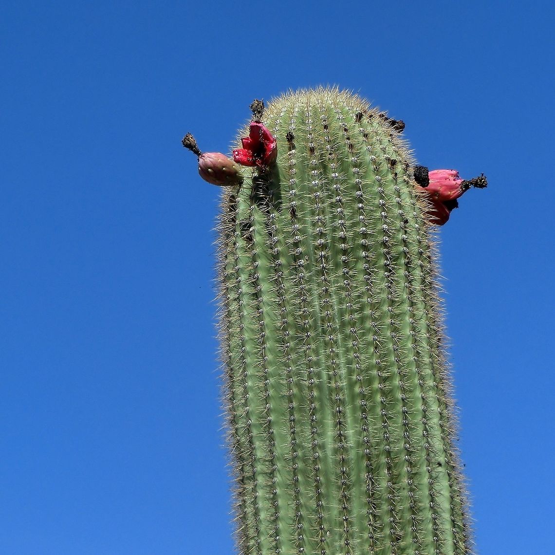 Saguaro Flowers/Fruits The Saguaro cactus is famous for being the iconic Hollywood Western cactus (not to mention Lucky Luke) but you don't see the flowers very often. We visited southern Arizona in late July - strangely enough their rainy season, and many cacti were in bloom, including these. Arizona,Carnegiea gigantea,Geotagged,Saguaro Cactus National Park,Saguaro Carnegiea gigantea,Summer,United States