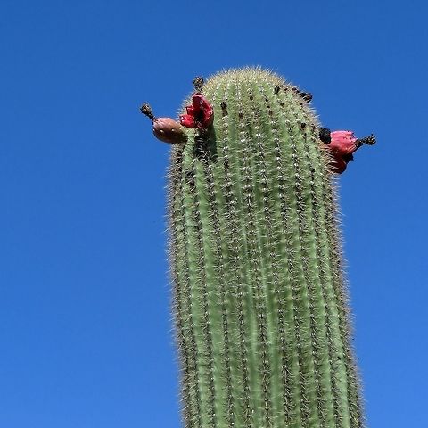 Saguaro Flowers/Fruits The Saguaro cactus is famous for being the iconic Hollywood Western cactus (not to mention Lucky Luke) but you don't see the flowers very often. We visited southern Arizona in late July - strangely enough their rainy season, and many cacti were in bloom, including these. Arizona,Carnegiea gigantea,Geotagged,Saguaro Cactus National Park,Saguaro Carnegiea gigantea,Summer,United States