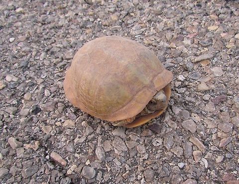 Desert Box Turtle in the road I saw this one while driving to Oliver Lee State Park in New Mexico for some early morning birdwatching. There was no one else on the roads, but I still stopped and helped him safely to the other side. Nice to have a photo from its natural range. Geotagged,Summer,Terrapene ornata luteola,United States,desert box turtle,new mexico