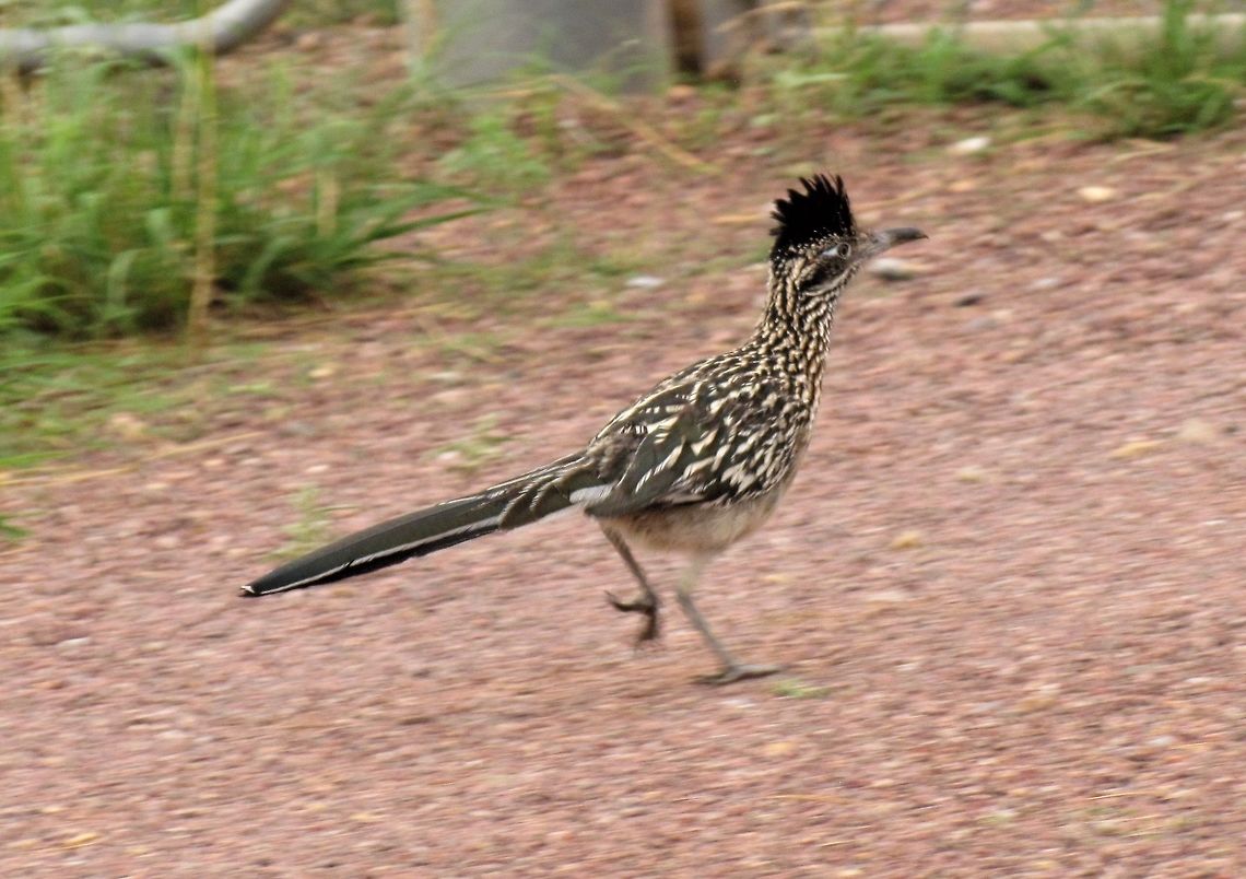 Greater Roadrunner in action This one was tearing alongside the road as we drove by. They are REALLY fast and this photo came out pretty well considering the speed. Arizona,Geococcyx californianus,Geotagged,Greater Roadrunner,Summer,United States