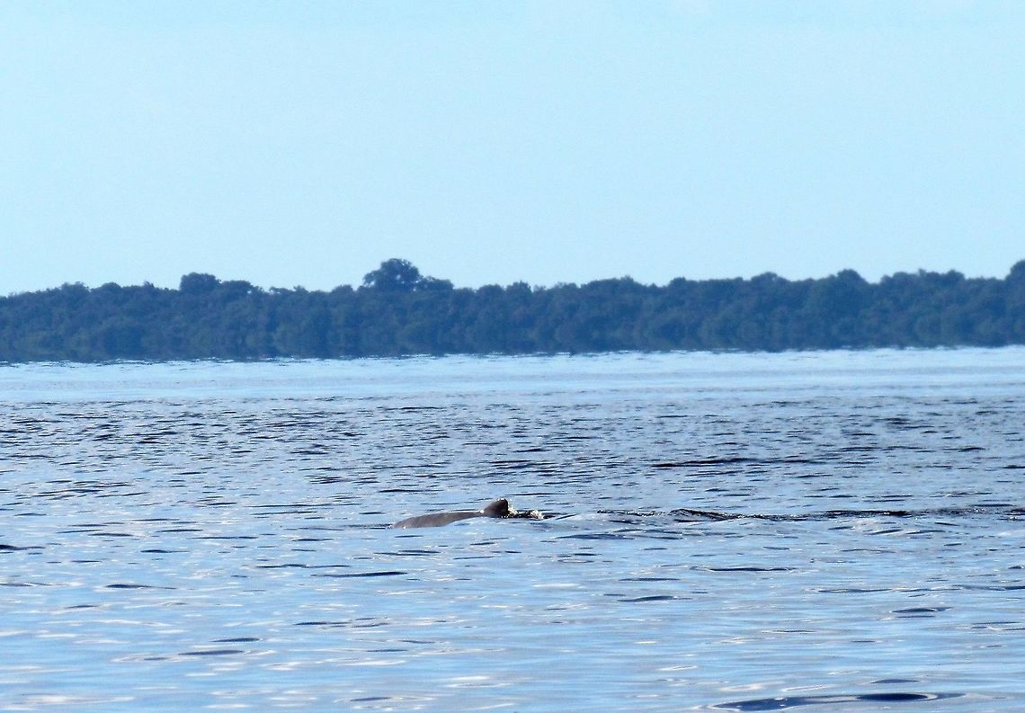 A tucuxi in the Rio Negro Brazil As you can see from the other photo - these are much harder to photograph than Botos, the Pink Amazon River Dolphin and from what I read, there is no chance to &quot;swim&quot; with them the way you can with Botos. Brazil,Geotagged,Rio Negro,Sotalia fluviatilis,Tucuxi,Winter