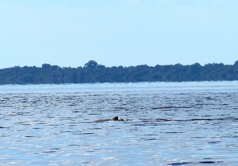 A tucuxi in the Rio Negro Brazil As you can see from the other photo - these are much harder to photograph than Botos, the Pink Amazon River Dolphin and from what I read, there is no chance to "swim" with them the way you can with Botos. Brazil,Geotagged,Rio Negro,Sotalia fluviatilis,Tucuxi,Winter
