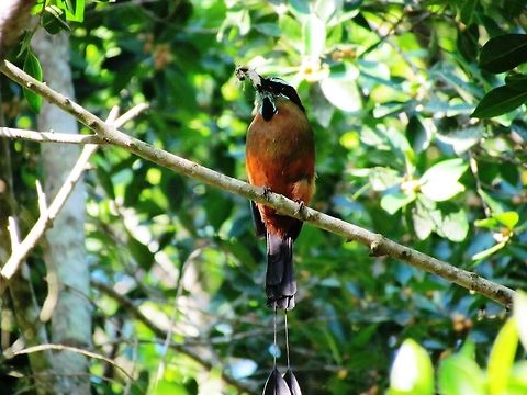 Turquoise-browed Motmot in the jungles near Chichen Itza These were quite common around our lodge near Chichen Itza - they really added the avian Maya touch to the surroundings. They were considered Royal or sacred birds by the Maya. Eumomota superciliosa,Geotagged,Mexico,Summer,Turquoise-browed motmot,Yucatan
