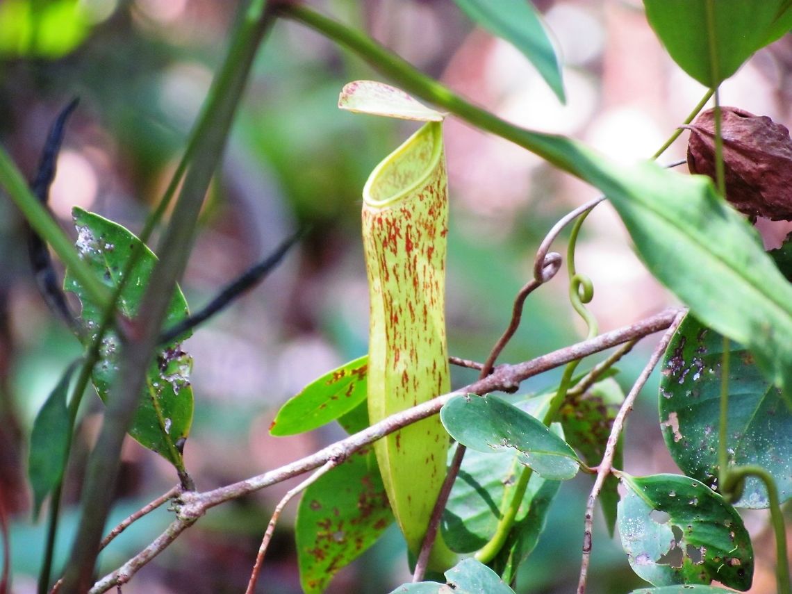 Carnivorous Pitcher Plant - Nepenthes rafflesiana in Borneo This plant, as Wikipedia states has a large varietly of forms and probably represents a number of different species - but this was a nice slender one we saw in Borneo. Of course, carnivorous plants are totally cool in whatever form. Geotagged,Indonesia,Nepenthes gracilis,Nepenthes rafflesiana,Slender Pitcher-Plant,Spring