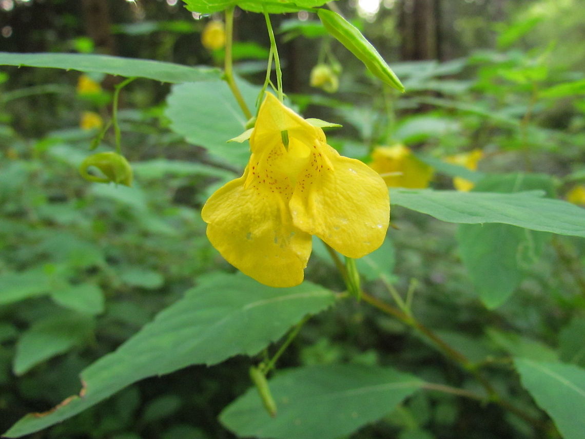 Don't-Touch-Me, also know as Impatiens noli-tangere This is a common weedy flower in the forests where I live. It has an amazing flower when you get a close look. It has that strange name because of the belief that it is poisonous if eaten.  Geotagged,Germany,Impatiens noli-tangere,Summer,Touch-me-not balsam,Wildflowers