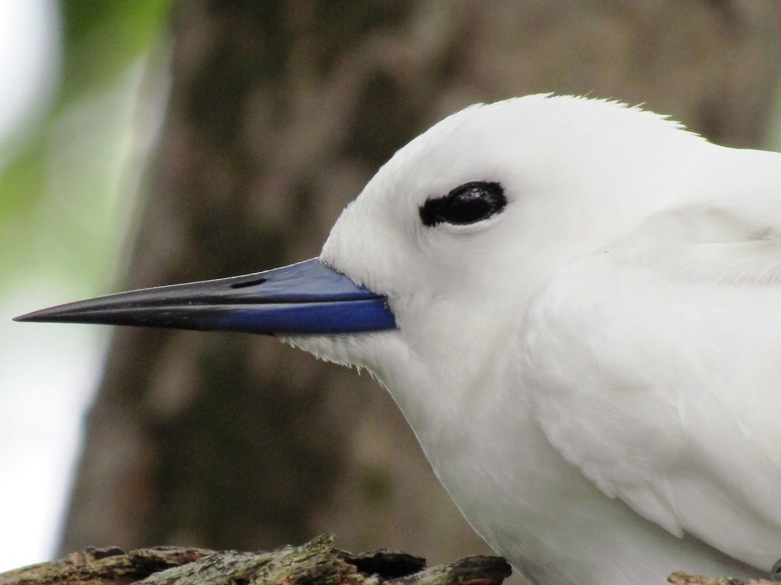White Tern Closeup A close-up of an earlier image that I uploaded. This is such a beautiful, elegant bird. Geotagged,Gygis alba,Seychelles,Spring,White tern