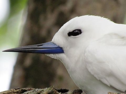 White Tern Closeup A close-up of an earlier image that I uploaded. This is such a beautiful, elegant bird. Geotagged,Gygis alba,Seychelles,Spring,White tern
