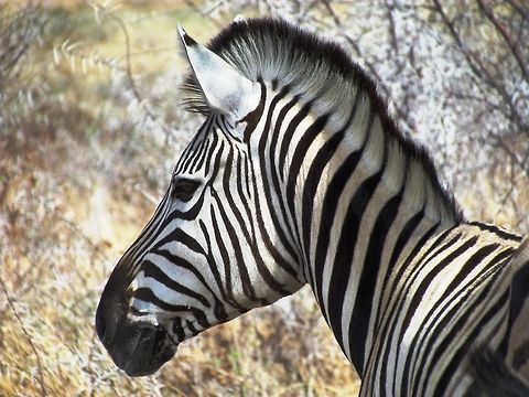 Common Zebra at Etosha: Close-up (great lashes) I know, we have tons of zebra images already, but they are such cool looking animals - I just couldn't resist. Equus quagga,Etosha NP,Plains zebra,namibia