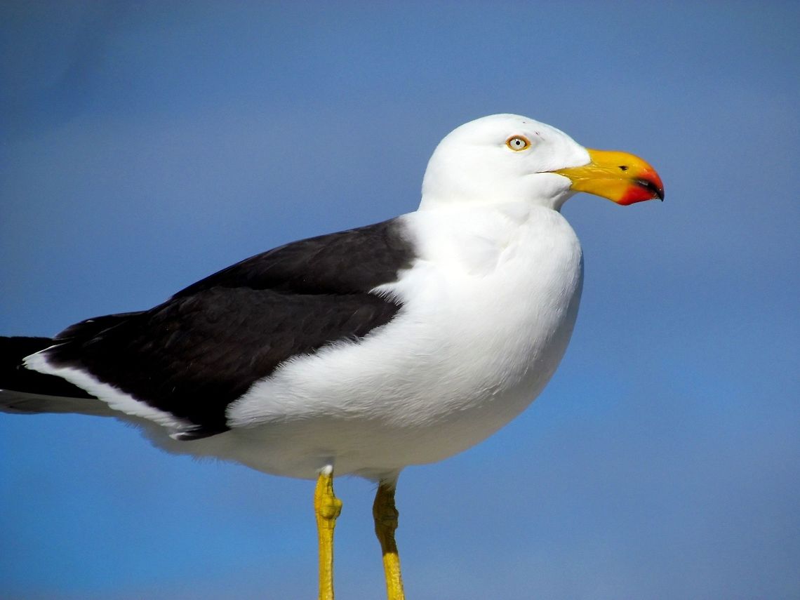 Pacific Gull Posing Just a nice clear image of the Aussie apparently posing for us. Australia,Geotagged,Larus pacificus,Pacific Gull,Spring
