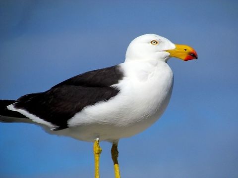Pacific Gull Posing Just a nice clear image of the Aussie apparently posing for us. Australia,Geotagged,Larus pacificus,Pacific Gull,Spring