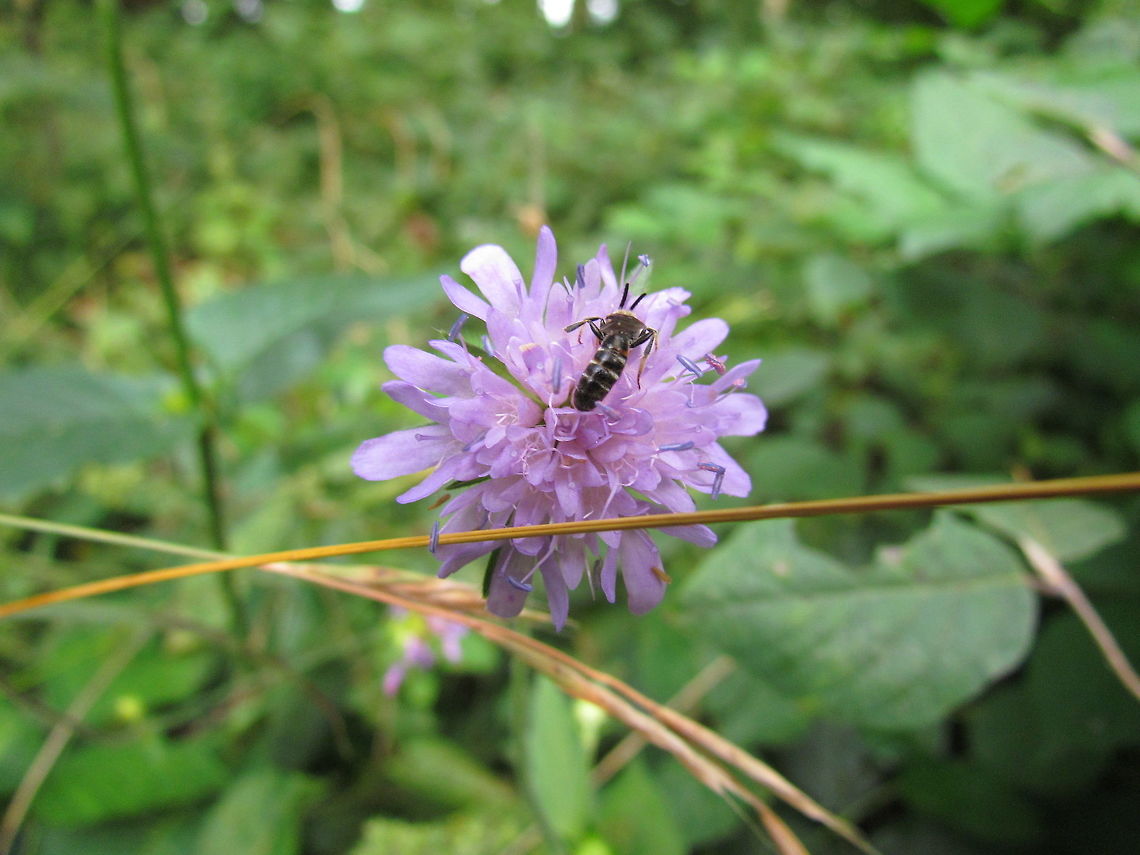 Devils-Bit Scabius with unidentified insect I saw this walking our dog yesterday - I was so intent on photographing the flower that I didn&#039;t even notice the bee(?) until I looked at the picture. The identification is my best guess, but if anyone has a better idea - feel free to suggest it. Geotagged,Germany,Succisa pratensis,Summer