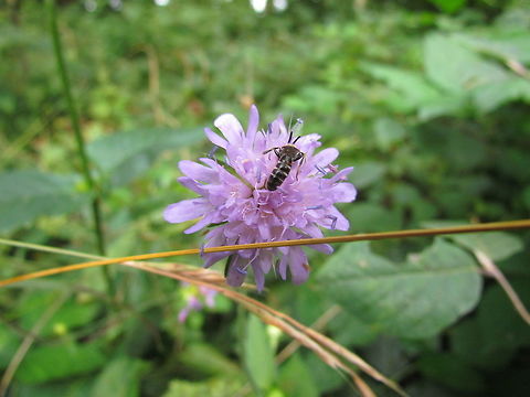 Devils-Bit Scabius with unidentified insect I saw this walking our dog yesterday - I was so intent on photographing the flower that I didn't even notice the bee(?) until I looked at the picture. The identification is my best guess, but if anyone has a better idea - feel free to suggest it. Geotagged,Germany,Succisa pratensis,Summer