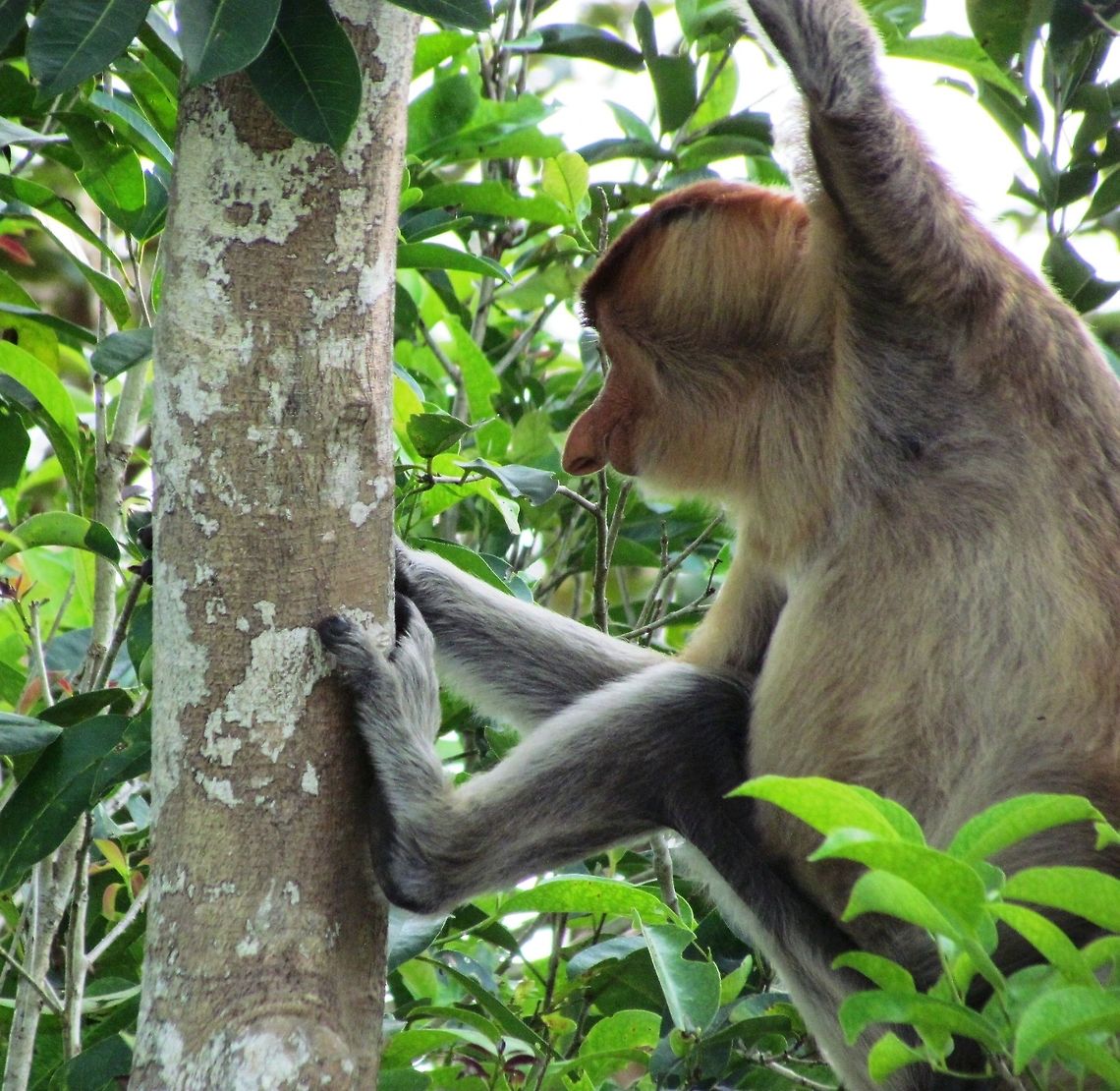 Proboscis Monkey - sure it looks funny to us but to the females - Wow Another Proboscis Monkey image that I really like because of the rather unique view of the very unique nose that this species sports. One of my favorite species - well worth the trip to Borneo. Borneo,Geotagged,Indonesia,Nasalis larvatus,Proboscis monkey,Spring