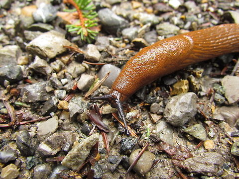 Red Slug out for a stroll These are very common in the forests of Southern Germany where I live but still pretty cool. After it rains, there are hundreds on the trails in any forest. I have always wondered why no predator after all the time of evolution has apparently ever developed a taste for such a readily available food source (although I have read that some reptiles and even Hedgehogs will eat them on occasion). Arion rufus,Geotagged,Germany,Red slug,Summer