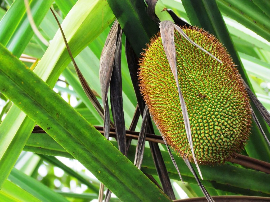 Wild Jackfruit in the forests of Borneo I just took this photo because the fruit looked so bizarre - I had never even heard of Jackfruit. So, thanks to JungleDragon for inspiring me to look it up and find out what it was. Fascinating plant, and no, we didn&#039;t try it. Artocarpus heterophyllus,Borneo,Geotagged,Indonesia,Jackfruit,Spring