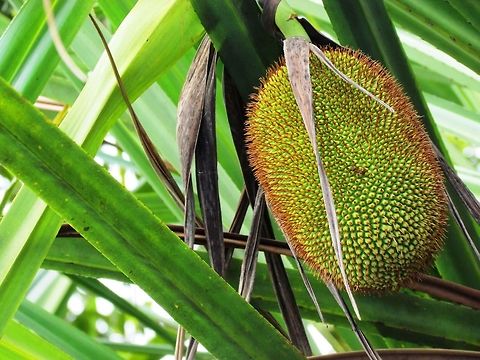 Wild Jackfruit in the forests of Borneo I just took this photo because the fruit looked so bizarre - I had never even heard of Jackfruit. So, thanks to JungleDragon for inspiring me to look it up and find out what it was. Fascinating plant, and no, we didn't try it. Artocarpus heterophyllus,Borneo,Geotagged,Indonesia,Jackfruit,Spring