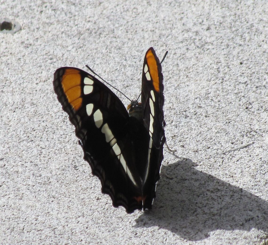 California Sister sunning herself at poolside We saw this attractive and distinctive butterfly on a recent trip to visit my parents. I love how this site has got me looking at creatures I never even noticed before. Adelpha californica,California,California Sister,Geotagged,Summer,United States