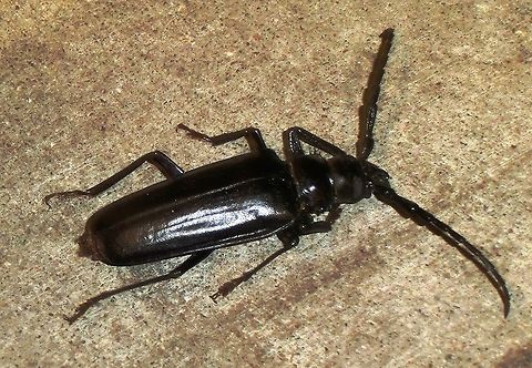 Derobrachus geminatus stopping by for dinner We saw this outside a restaurant in Tucson where we were having dinner. An amazing creature if you look at it closely. Arizona,Derobrachus geminatus,Geotagged,Summer,United States