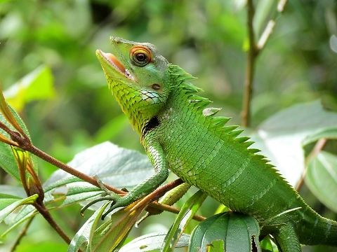 Common Green Forest Lizard looks like it has noticed the camera and is showing off its best side AS the name sounds, these were quite common in Sri Lanka and were not shy so you could get reasonably close for some good photos. And of course, they look like the iconic little dragon. Calotes calotes,Common Green Forest Lizard,Fall,Geotagged,Sri Lanka