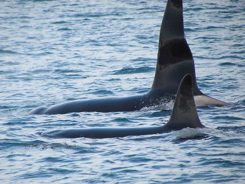 Orcas displaying how their dorsal fins should look Another view of the Orcas we saw in Iceland, but I like this because it so clearly shows how the dorsal fin of wild orcas should stand - straight up. This might seem obvious, but many of the orcas kept in captivity develop dorsal fins that flop over to one side and the organizations that keep them in captivity claim that this is normal. It is not. Orcas should not be kept in captivity. Geotagged,Iceland,Killer whale,Orcinus orca,Winter