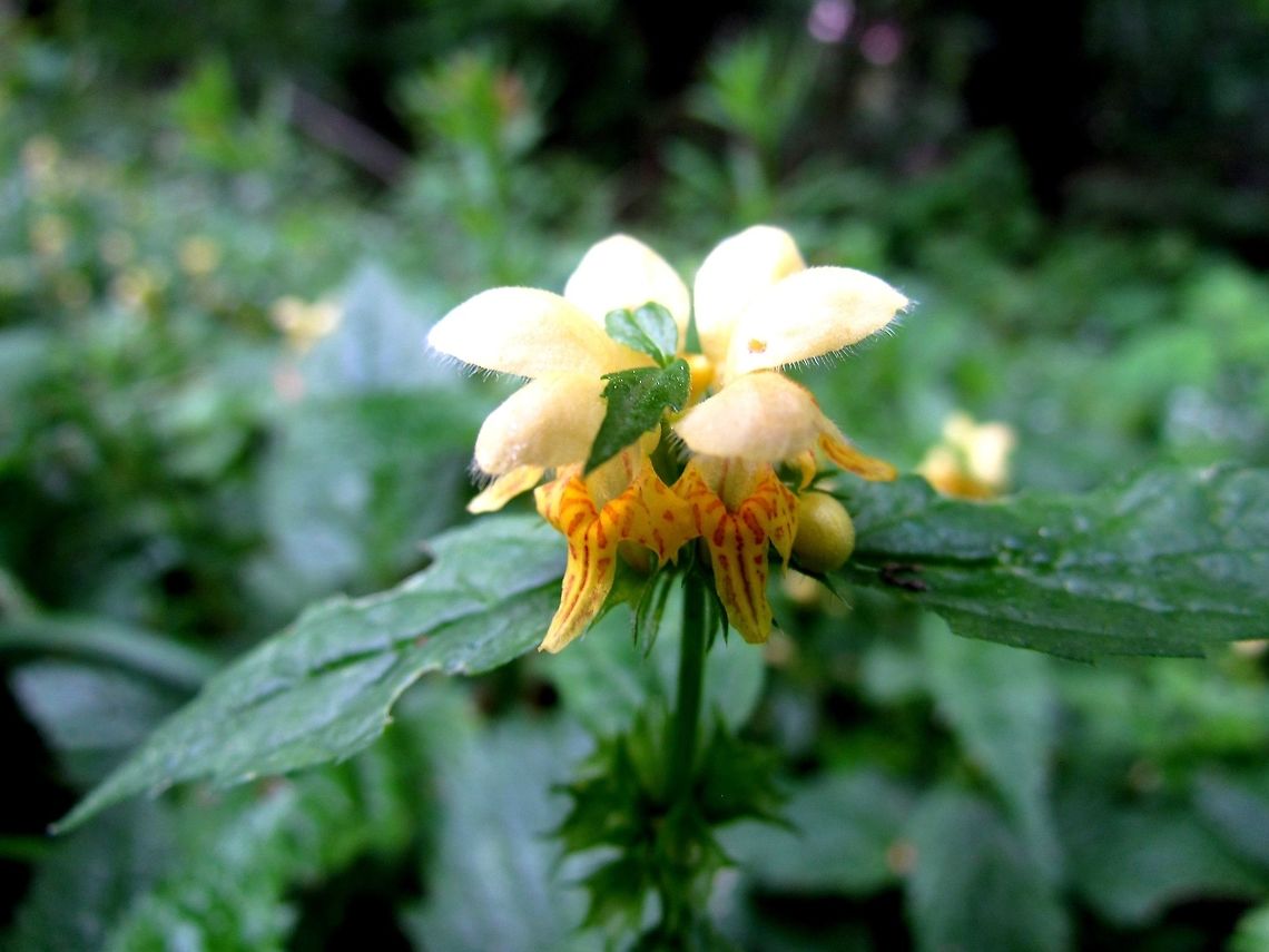 Yellow Archangel in its native continent I had to add this photo since this flower is native to Europe but the photos we had on JungleDragon were both from the US as an invasive species. So, Yellow Archangel, welcome home. Geotagged,Germany,Lamium galeobdolon,Spring,Yellow Archangel