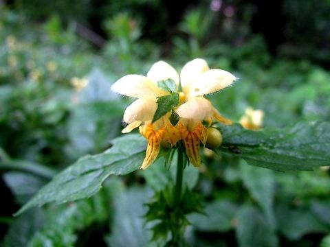 Yellow Archangel in its native continent I had to add this photo since this flower is native to Europe but the photos we had on JungleDragon were both from the US as an invasive species. So, Yellow Archangel, welcome home. Geotagged,Germany,Lamium galeobdolon,Spring,Yellow Archangel