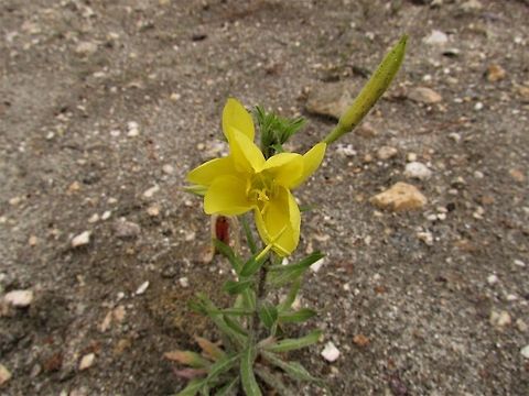 Desert Evening Primrose in bloom One of the incredible things about desert flowers is that they can often be found growing in sandy or rocky soil that would appear to be completely unable to support such life - ah the wonders of evolution. Arizona,Geotagged,Oenothera primiveris,Summer,United States