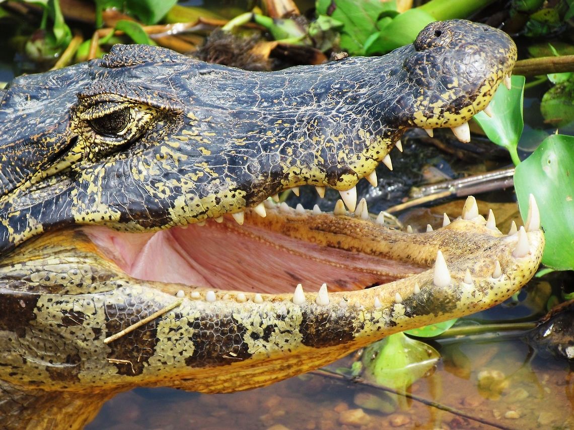 Yacare Cayman close-up These were very common in the Pantanal when we were there in Sep and afforded some great chances for observation and close-ups. Brazil,Caiman yacare,Geotagged,Pantanal,Winter,Yacare caiman