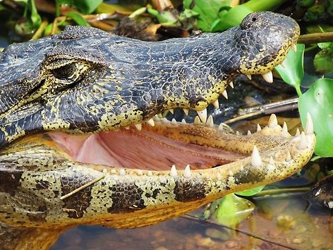 Yacare Cayman close-up These were very common in the Pantanal when we were there in Sep and afforded some great chances for observation and close-ups. Brazil,Caiman yacare,Geotagged,Pantanal,Winter,Yacare caiman