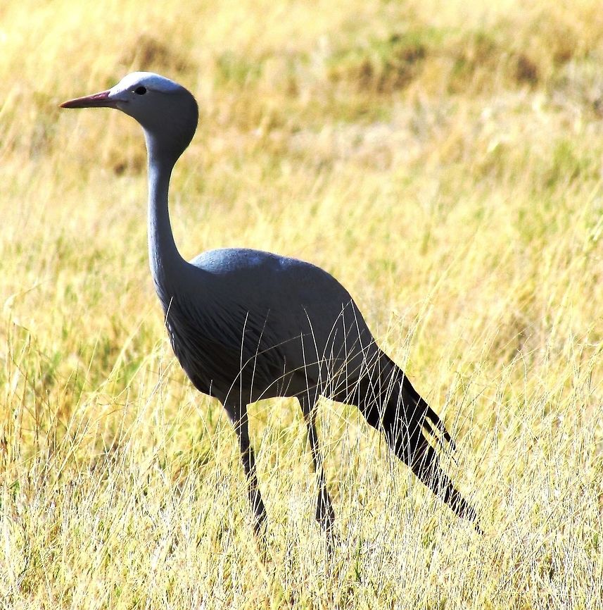 Blue Crane in Etosha National Park I had heard that these were very rare and they even had a place to register any sightings in the visitor center, so I was amazed to see a small group along the highway as we drove around the Etosha National Park. The sun was at an unfortunate angle, but it was still cool to see such a famous bird. Anthropoides paradiseus,Blue Crane,Etosha NP,Geotagged,Namibia,Spring,namibia