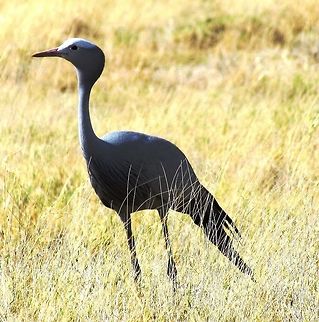 Blue Crane in Etosha National Park I had heard that these were very rare and they even had a place to register any sightings in the visitor center, so I was amazed to see a small group along the highway as we drove around the Etosha National Park. The sun was at an unfortunate angle, but it was still cool to see such a famous bird. Anthropoides paradiseus,Blue Crane,Etosha NP,Geotagged,Namibia,Spring,namibia