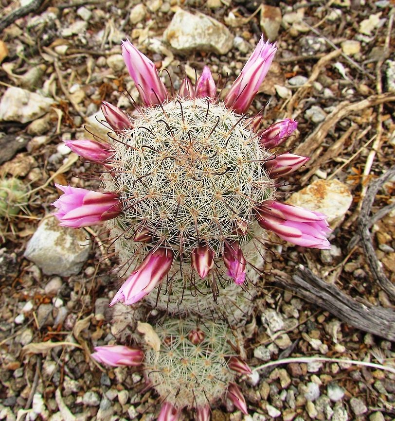 Arizona Fishhook Cactus about to bloom This is a cute little cactus with beautiful rink flowers and the clear "fishhook" spines clearly visible on the top. We saw them at Cabeza Prieta National Wildlife Refuge in Arizona. Arizona,Geotagged,Mammillaria grahamii,Summer,United States