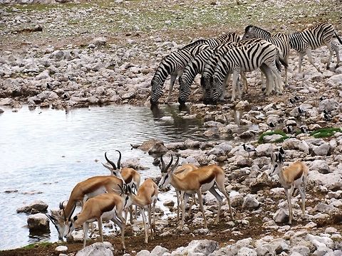 Etosha Waterhole Scene The title says it all and features: Springbok, Zebras, and Blacksmith Plovers - and a turtle if you look closely. Antidorcas marsupialis,Geotagged,Namibia,Spring,Springbok,etosha,namibia