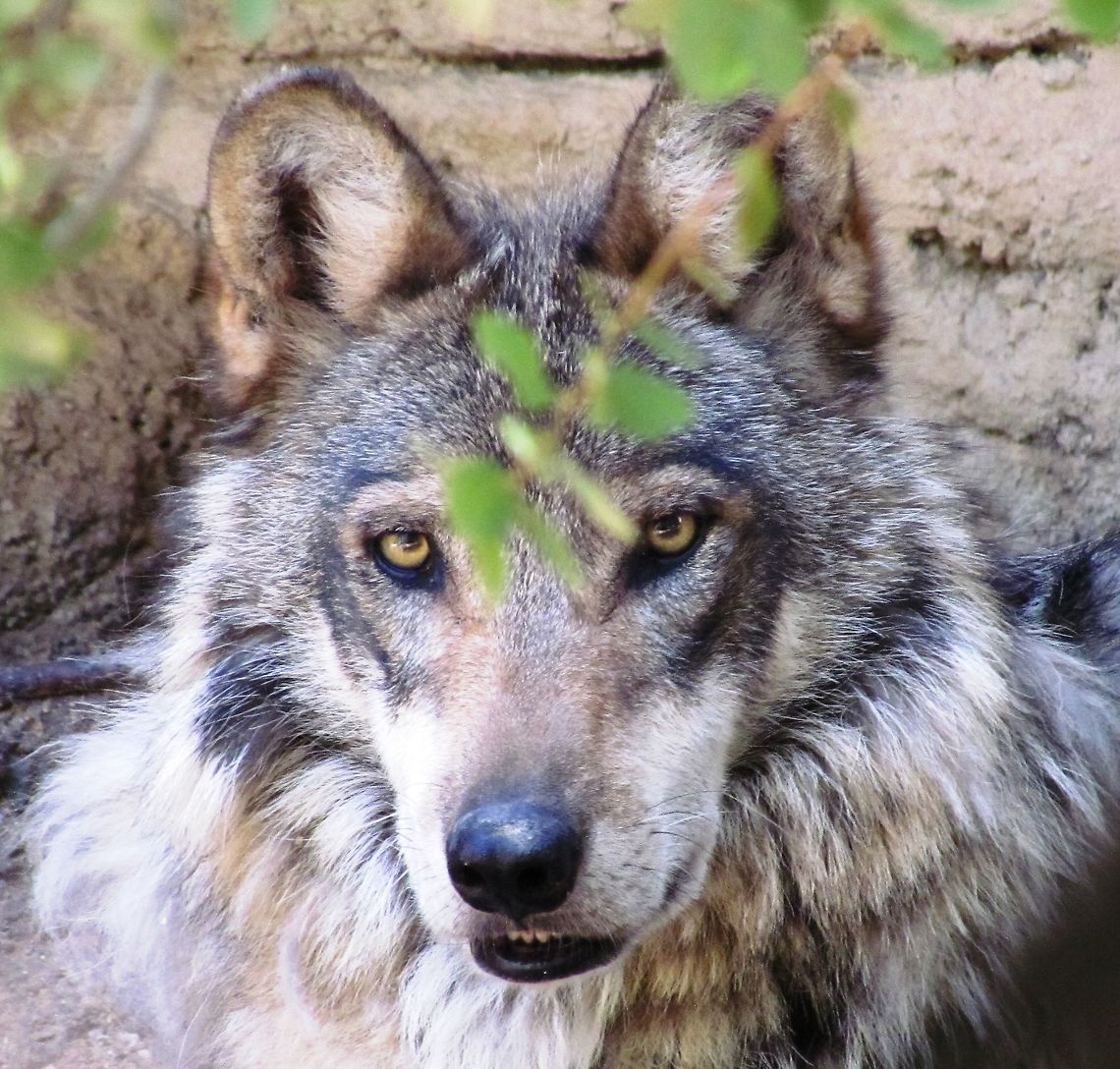 Mexican Wolf close-up I have long felt that I didn&#039;t want to upload any photos of animals in captivity, (I know they are allowed, but somehow to me in didn&#039;t seem to be in the spirit of JungleDragon), but with this one I have decided to change my views, and yes, this photo of the highly endangered Mexican Wolf (Canis lupus baileyi) is from the Arizona-Sonoran Desert Museum in the American Southwest. I think that this is justified in this case for 3 reasons: 1) This is a highly endangered species with only a few hundred individuals in the wild; 2) the zoo in which I saw and photographed them is within its original range; and 3) the area where it has been re-introduced after going extinct in the wild is remote and they are essentially impossible to see unless you are a wildlife biologist. I also think that it is a pretty cool close-up of a beautiful animal. Arizona,Canis lupus baileyi,Geotagged,Mexican Wolf,Summer,United States,Zoo,captive