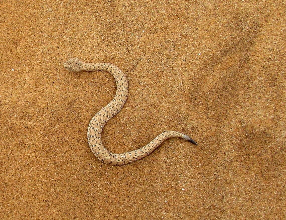 Namib Sidewinder Centerfold Another view of that same mysterious snake showing just eyes and tail in my previous photo - this time the full body view.<br />
<figure class="photo"><a href="https://www.jungledragon.com/image/49322/i_only_have_eyes_for_you_-_namib_sidewinder.html" title="I Only Have Eyes For You - Namib Sidewinder"><img src="https://s3.amazonaws.com/media.jungledragon.com/images/2813/49322_thumb.JPG?AWSAccessKeyId=05GMT0V3GWVNE7GGM1R2&Expires=1759968010&Signature=B2QuO7aHu8O6tECmLuSUMlpUQLw%3D" width="200" height="172" alt="I Only Have Eyes For You - Namib Sidewinder This is their classic hunting pose, where they wait in the sand with only the eyes and nostril protruding. Impossible to see without a knowledgeable guide, we saw this one on the &quot;Living Desert&quot; tour. Don&#039;t touch though, they are venomous! Bitis peringueyi,Geotagged,Namibia,Spring,namib desert,sidewinder snake" /></a></figure> Bitis peringueyi,Geotagged,Namibia,Spring,namib,namibia