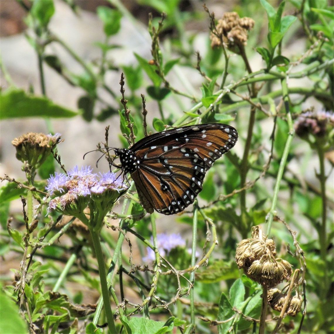 The Queen in the Desert No, it is not Cleopatra - just a wonderful butterfly that is easily mistaken for the very similar named, Monarch. They seem to love the royalty names for new World butterflies. Arizona,Danaus gilippus,Geotagged,Queen,Summer,United States