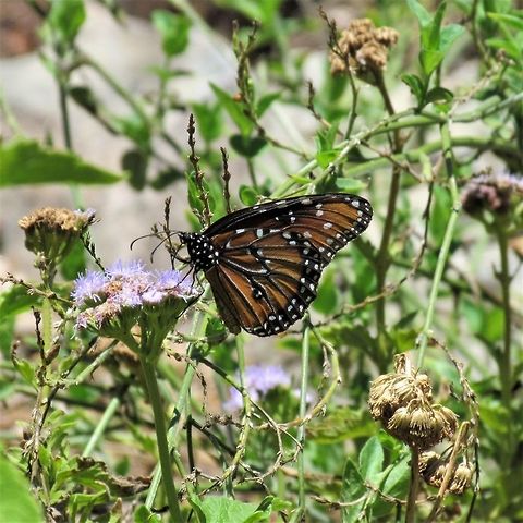 The Queen in the Desert No, it is not Cleopatra - just a wonderful butterfly that is easily mistaken for the very similar named, Monarch. They seem to love the royalty names for new World butterflies. Arizona,Danaus gilippus,Geotagged,Queen,Summer,United States