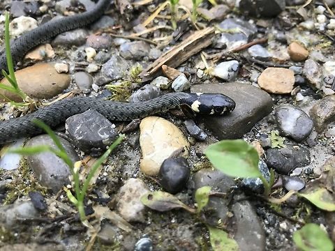 Juvenile Grass Snake on a path in a German Forest Although this seems to be a fairly common species, I have only seen them in over 30 years of walking around in German forests. They are also a protected species in Germany. Oh yes, and they look really cool with that yellow collar. Geotagged,Germany,Grass snake,Natrix natrix,Summer