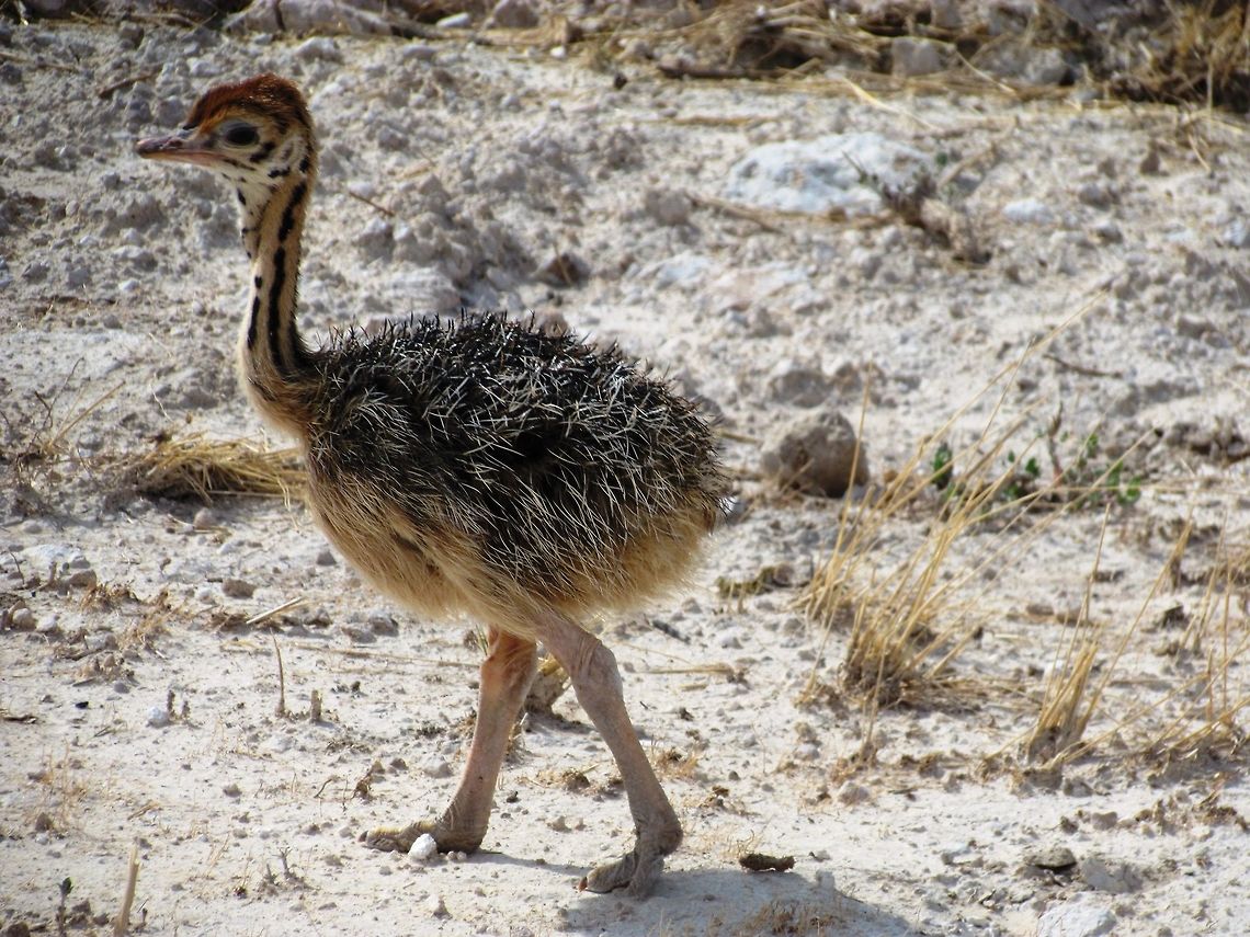 Ostrich baby in Etosha NP There is an evolutionary theory that baby animals look cute so that mothers and other animals naturally form stronger bonds. This may be true for mammals, but many baby birds aren&#039;t very cute - although this one sort of is, despite the porcupine looking body. Etosha NP,Geotagged,Namibia,Ostrich,Spring,Struthio camelus,namibia