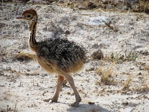 Ostrich baby in Etosha NP There is an evolutionary theory that baby animals look cute so that mothers and other animals naturally form stronger bonds. This may be true for mammals, but many baby birds aren't very cute - although this one sort of is, despite the porcupine looking body. Etosha NP,Geotagged,Namibia,Ostrich,Spring,Struthio camelus,namibia