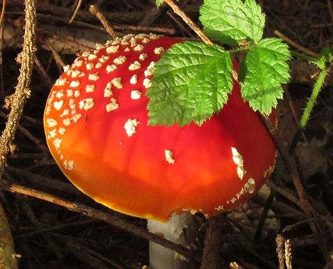 Fly Agaric in a German forest sporting a jaunty green parasol One of the best time to visit a German forest is late September/early October when the forest floor practically explodes with different mushrooms. Clearly the star of the show is this amazing species, which as Wikipedia notes: "Arguably the most iconic toadstool species, the fly agaric is . . . one of the most recognisable and widely encountered in popular culture." I always look forward to this time of the year! Amanita muscaria,Fall,Fly agaric,Geotagged,Germany