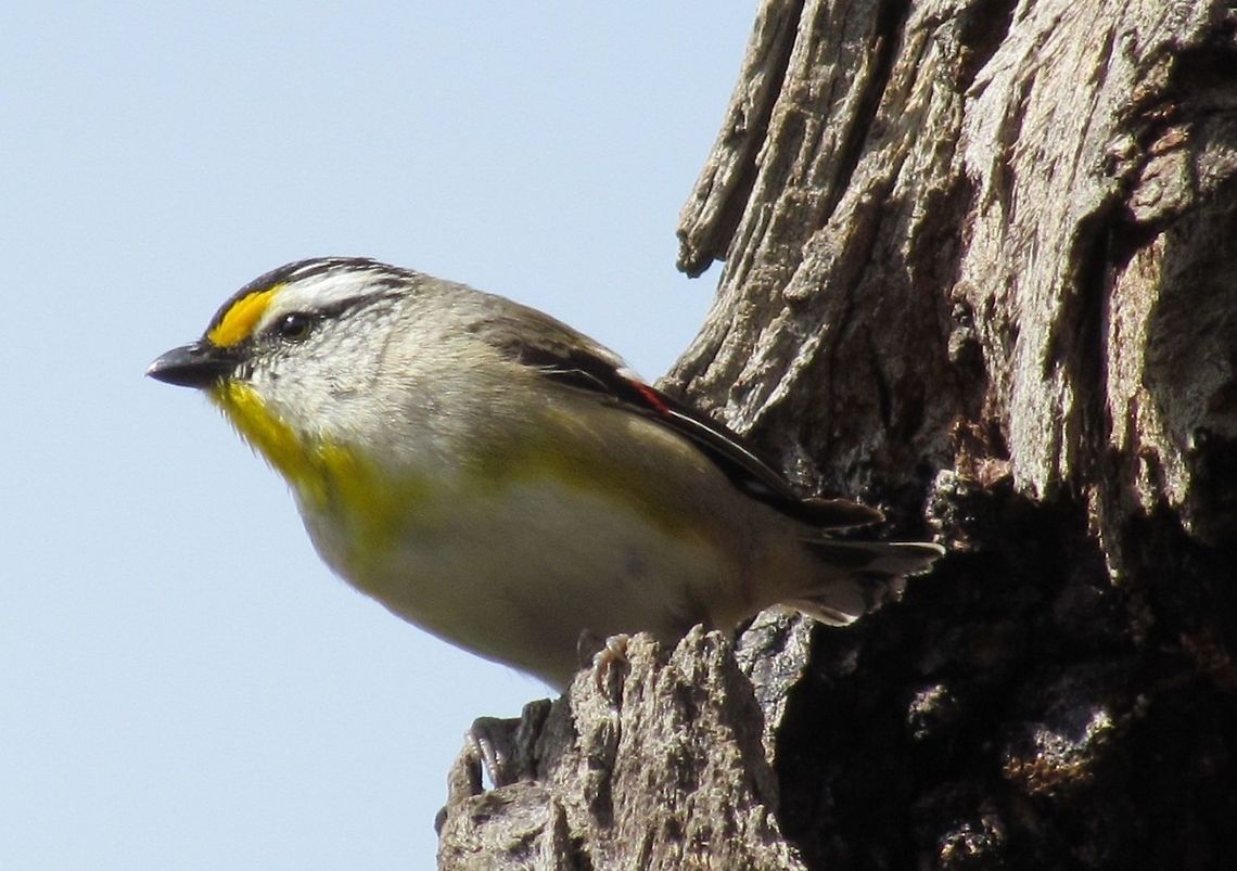 Striated Pardalote in a tree This is another of the many beautiful and exotic Australian bird species making Australia a true birdwatchers paradise. Australia,Geotagged,Pardalotus striatus,Phillip island,Spring,Striated Pardalote