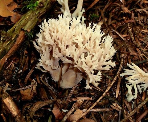 Clavulina Cristata in German Forest I just love this time of year and all of the strange and marvelous fungi that one can observe - like this one - that like the name suggests, looks very much like some sea creature growing out of the forest floor. My second favorite European fungi, after to Fly Agaric, of course.  Clavulina cristata,Fall,Geotagged,Germany,White coral fungus