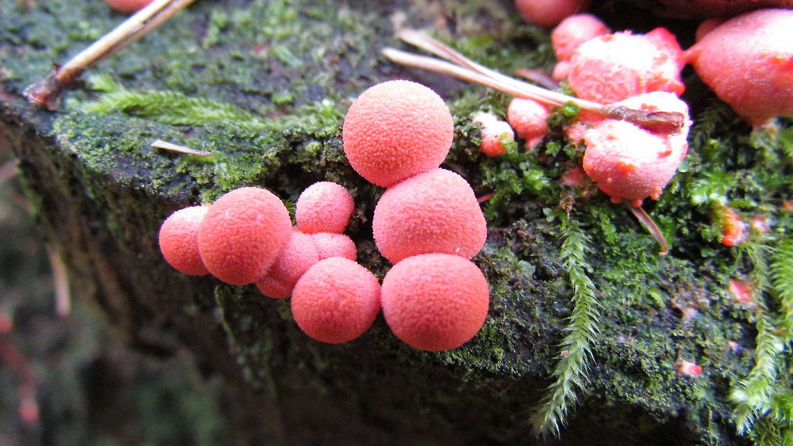 Lycogala epidendrum - looks like candy in the forest I live in Germany and go on hikes in the forest on almost every weekend. Thanks to Jungle Dragon, I now always take my camera with me and have been thrilled with all of the interesting living things I have noticed, now that I might have a chance to add a new species. Things I had never seen before - like these charming little pink balls, that look more like sweets than slime moulds which is what they are. I remember slime moulds from my Biology class in the university - an organism that lives as separate one-celled organism until some signal (often a shortage of food) causes them to come together and act like a multicellular organism. And now I have experienced them in the wild! Fall,Geotagged,Germany,Lycogala epidendrum