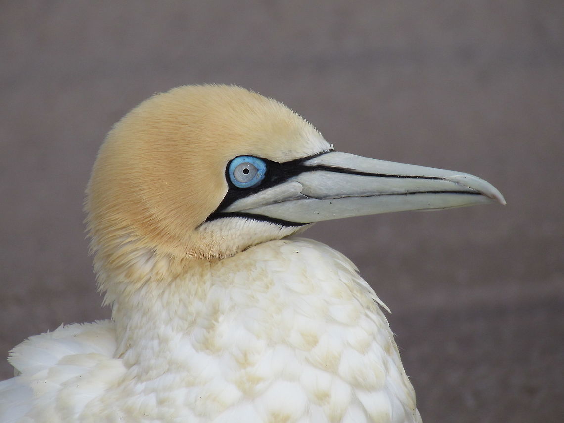 Cape Gannet close-up A nice headshot of a picture I uploaded a while ago. The eye is really interesting. Cape gannet,Geotagged,Morus capensis,Namibia,Spring,namibia