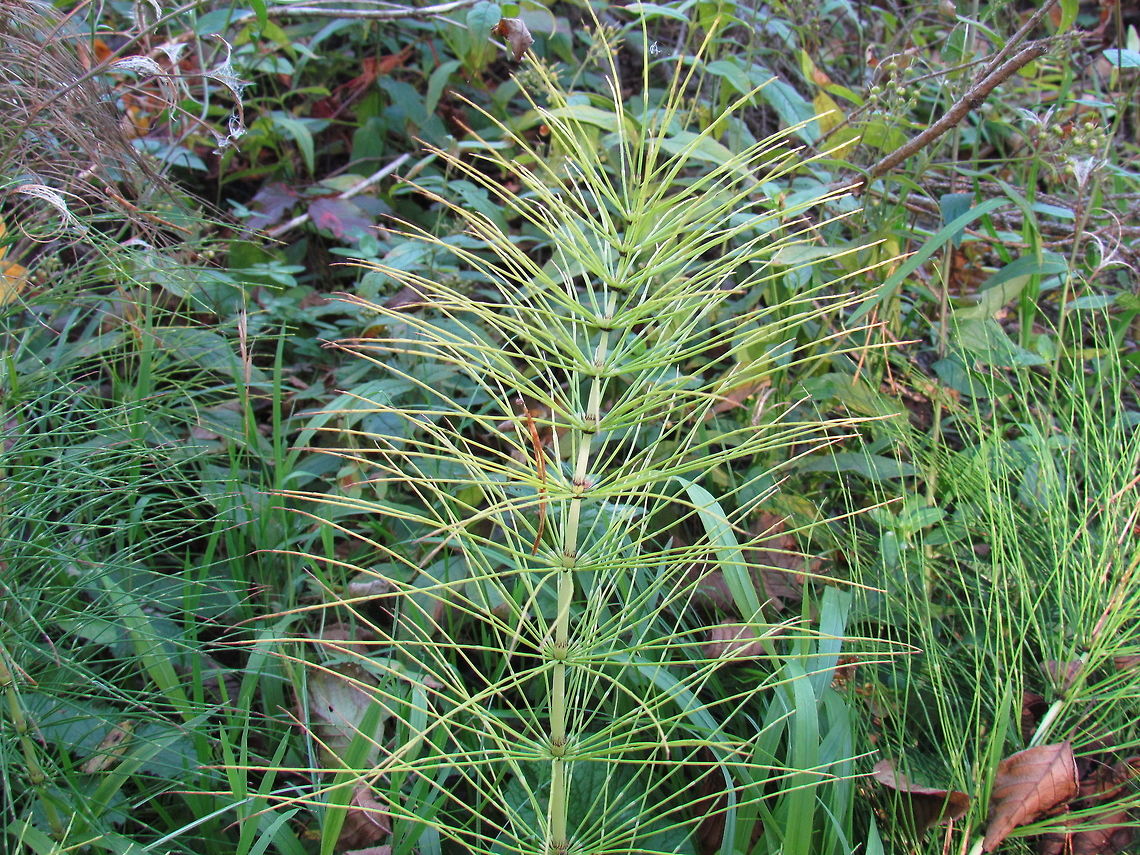 Equisetum arvense in a riverine forest in southern Germany I love these plants ever since learning in an Introductory Biology course that they are one of the most primitive of all green plants - harking back to an age when giant dragonflies inhabited the earth - before mammals and even dinosaurs! Equisetum arvense,Fall,Field horsetail,Geotagged,Germany