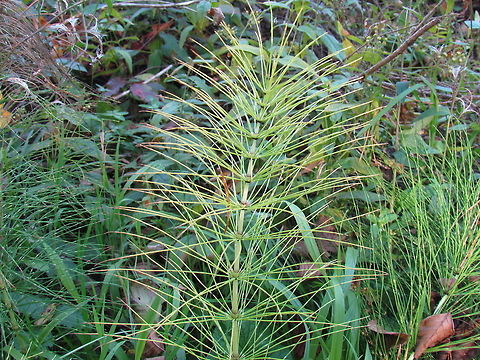 Equisetum arvense in a riverine forest in southern Germany I love these plants ever since learning in an Introductory Biology course that they are one of the most primitive of all green plants - harking back to an age when giant dragonflies inhabited the earth - before mammals and even dinosaurs! Equisetum arvense,Fall,Field horsetail,Geotagged,Germany