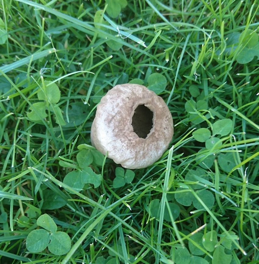 Comm Puffball on a lawn I love these and see them occasionally in the forests near where I live, so this one surprised me on the lawn in front of the post office. Devil&#039;s Snuff box indeed! The quality is not great because I photographed  it with my mobile phone. Common puffball,Fall,Geotagged,Germany,Lycoperdon perlatum