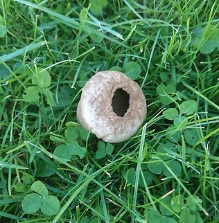 Comm Puffball on a lawn I love these and see them occasionally in the forests near where I live, so this one surprised me on the lawn in front of the post office. Devil's Snuff box indeed! The quality is not great because I photographed  it with my mobile phone. Common puffball,Fall,Geotagged,Germany,Lycoperdon perlatum